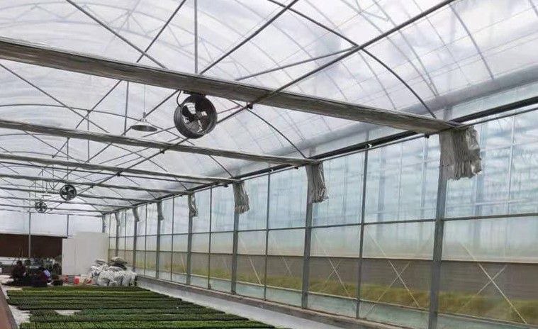 福州連棟溫室大棚