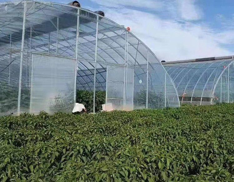 晉州橢圓管大棚