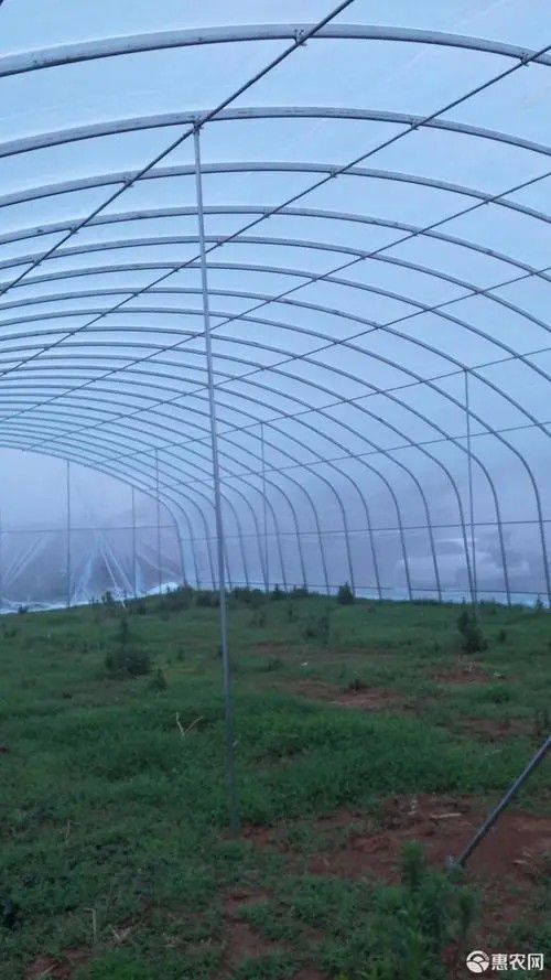 晉州橢圓管大棚